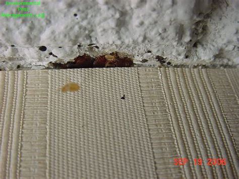 Bed Bug Gallery – Environmental Pest Management