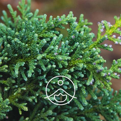 hinoki essential oil florihana