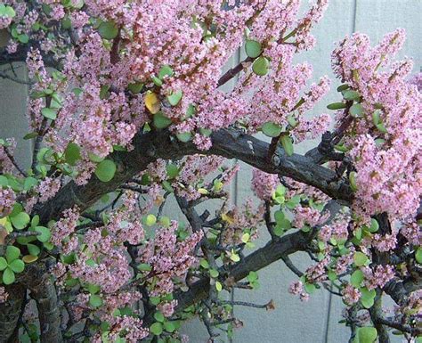 Rbol De La Abundancia Portulacaria Afra Cuidados Jardineria Y