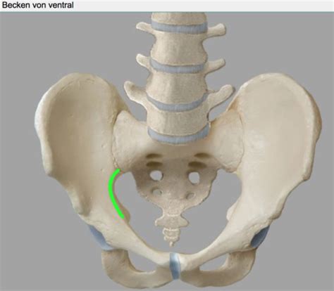 The Pelvis Flashcards Quizlet