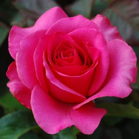 Vacbed Isolation In English Porn XHamster