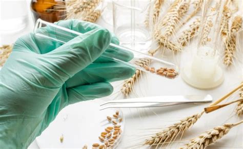 Cómo la biotecnología ayuda a mejorar la producción agrícola