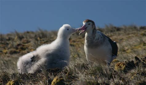 Wandering albatross facts, distribution & population | BioDB