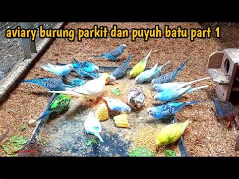 Aviary Burung Parkit Dan Puyuh Batu Part 1 YouTube