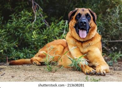 German Shepherd Mastiff Mix Stock Photos and Pictures - 33 Images | Shutterstock