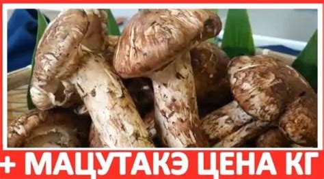 ᐉ 100% Мацутакэ Купить ЦЕНА Грибы? Продам Мацутаке Рейши Стоимость ...