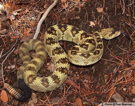 Crotalus Molossus Alchetron The Free Social Encyclopedia