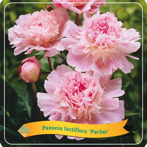 Paeonia Ld Peche Pioen Pioenroos Appeltern Adventure Gardens