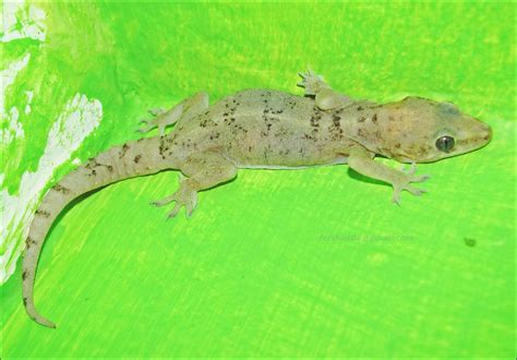 Lagartija salamanquesa Cuija | gecko | Nelson Fernando Sotelo Castro ...