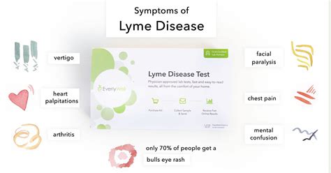 Lyme Disease Timeline From Initial Signs To Unusual Symptoms Blog Everlywell Home Health