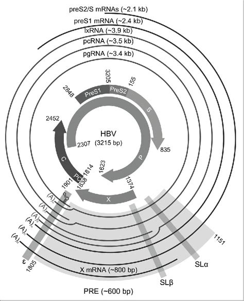 Hepatitis B Virus Nuclear Export Elements Rna Stem Loop And Key