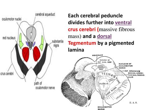 Ppt Brainstem 3 Powerpoint Presentation Free Download Id2114269