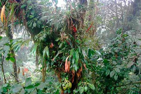 Epifitismo Exemplos - O que é Epifitismo e Quais São as Plantas Epífitas - greenMe