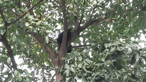 Video Un Gato Qued Atrapado En Lo Alto De Un Rbol El Esquiu