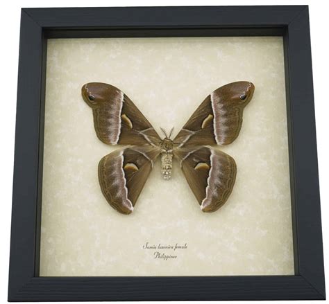 Samia luzonica Female XL Moth - Pink Silk Moth Framed