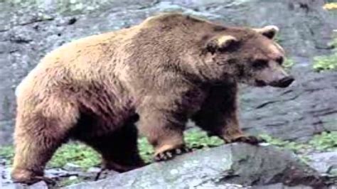 Cuantos Kilos Pesa Un Oso Grizzly Peso Actual 2023