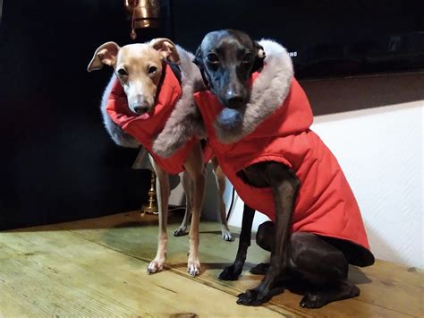 Italian Greyhound Raincoat Winter Coat Dog Jacket Winter Etsy Ireland