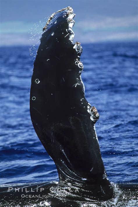 Humpback Whale Pectoral Fin Megaptera Novaeangliae Maui Hawaii