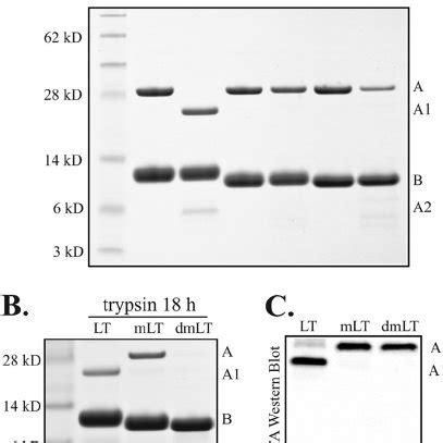 DmLT Exhibits No Trypsin Mediated Cleavage Of The A Subunit Into A1 But