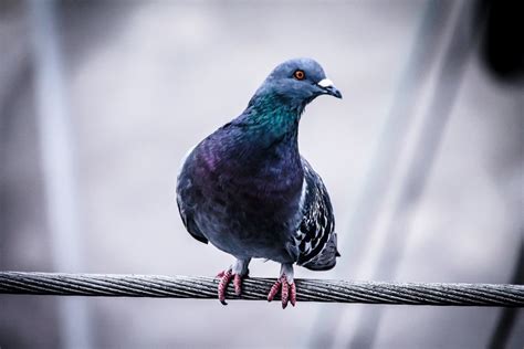 How To Get Rid Of Pigeons Pest Bird Repellent Options