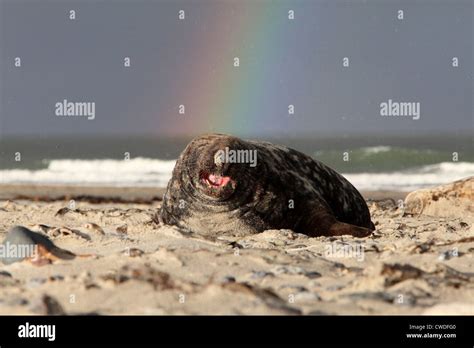 Gray Seal At The Beach Stock Photo Alamy