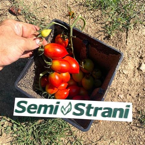 Tomate Principe Borghese Vesubio Rojo Semillas Semi Strani