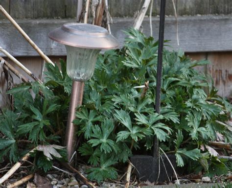 Boise Daily Photo Garden Shot Monkshood Plant That Keeps Vampires Away