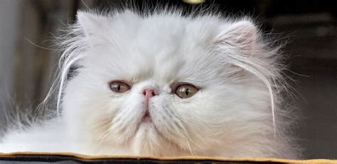 persian cat complete breed guide pet   pet circle