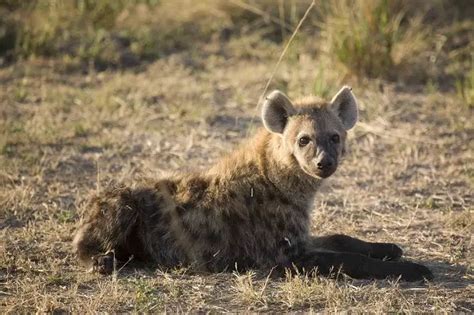 The Most Dangerously Adorable Hyena Pups