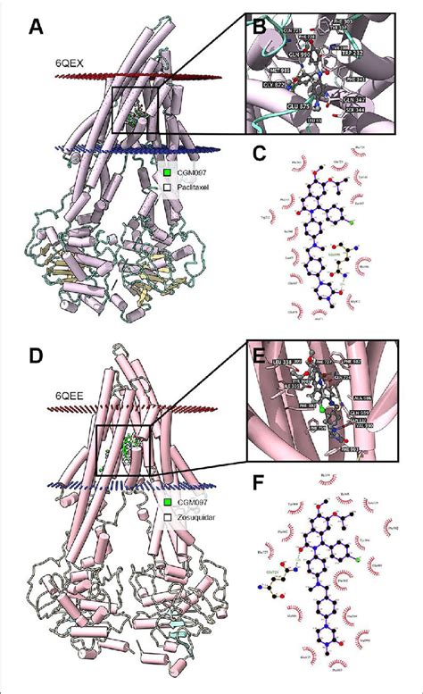 Interaction Between Nvp Cgm097 And Human Abcb1 Protein A Overview Download Scientific