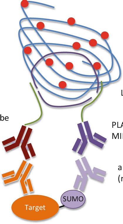 Proximity Ligation Assay To Detect Protein Sumoylation Two Primary