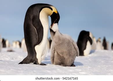 Young Emperor Penguin Images, Stock Photos & Vectors | Shutterstock