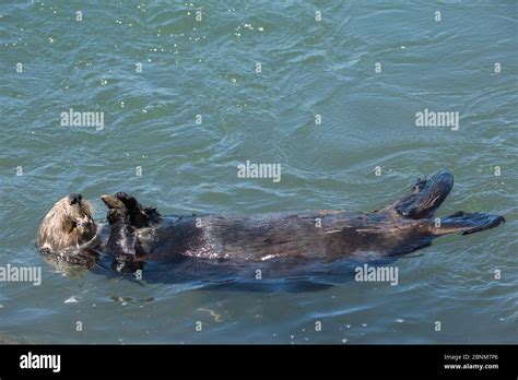 California Sea Otter Enhydra Lutris Nereis Eating A Mussel Elkhorn