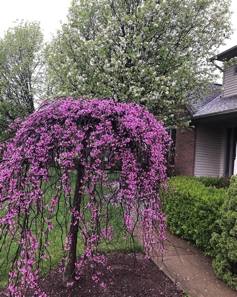 Weeping Redbud | Flowering trees, Flowers, Secret garden