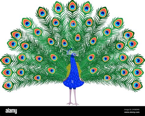 Beautiful Peacock Cartoon Bird With Ornamental Feathers Character Of