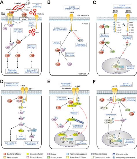 Figure From Type Iv Secretion And Signal Transduction Of Helicobacter