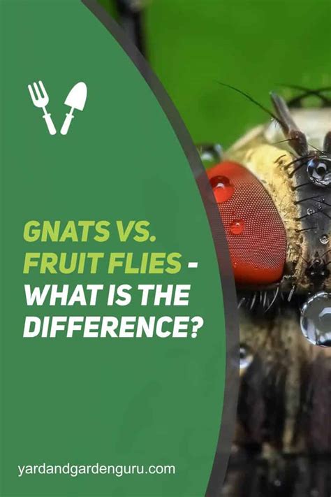 Gnats Vs. Fruit Flies - What is the Difference?