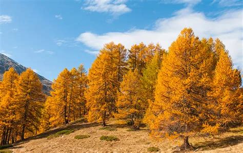 Larch Tree: History, Leaves, Flowers, Bark (Pictures) – Identification ...