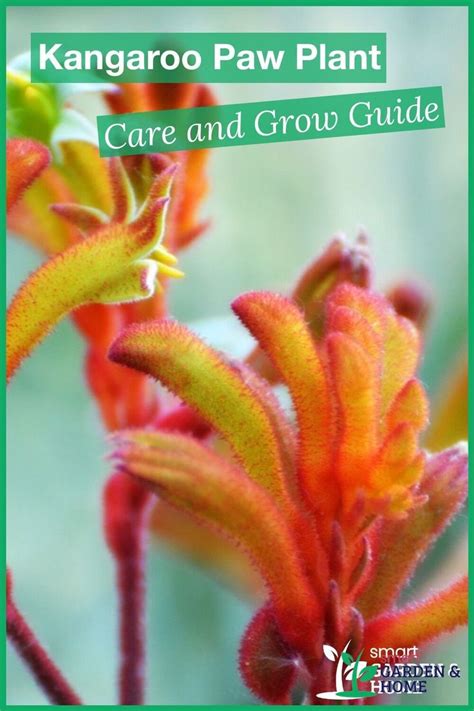 the cover of kangaroo paw plant care and grow guide