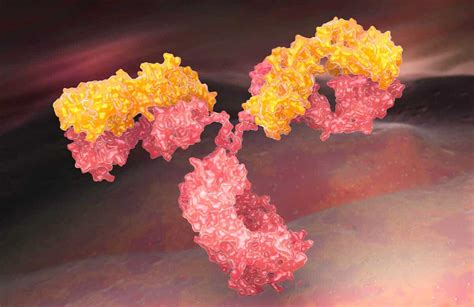 Contract Manufacturing Of Antibody Drug Conjugates A Growing Market