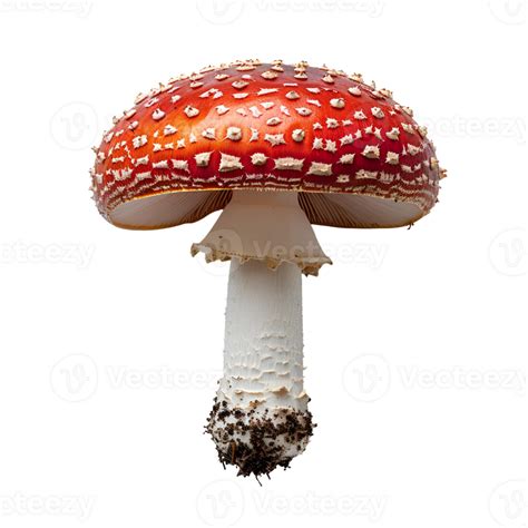 Fly Agaric Mushroom Isolated Red Mushroom With Polka Dots Isolated