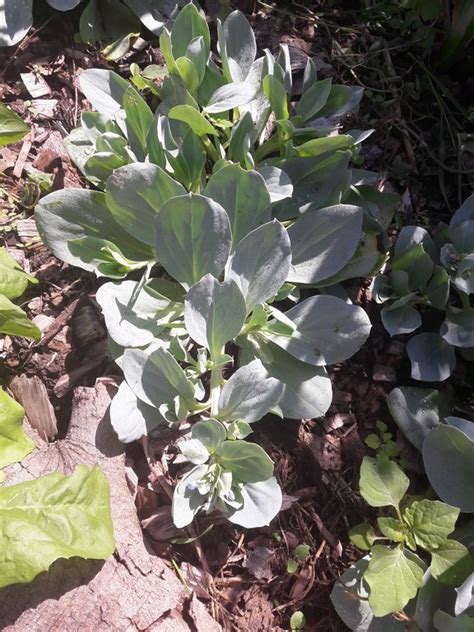 Oyster Leaf – Kahikatea Farm Certified Organic Nursery and Permaculture ...