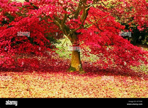 Common name: Maple Tree Latin name: Acer Palmatum Stock Photo - Alamy