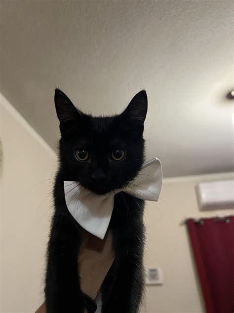 Black cat? tuxedo cat? Who cares! Look at this fancy cat! : r/blackcats