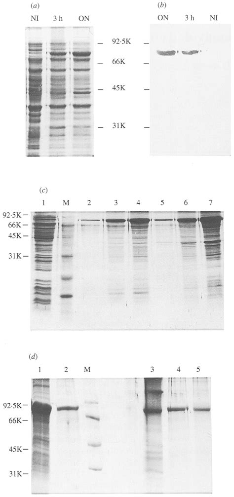 Recombinant P80 Expressed In E Coli Strain Bl21 De3 Coomassie Blue