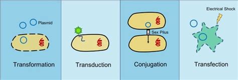 Plasmids 101: Transformation, Transduction, Bacterial Conjugation, and Transfection