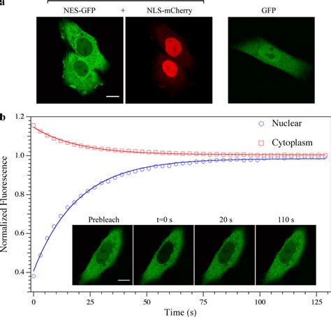 Subcellular Localization Of Protein Constructs Upon Transfection And