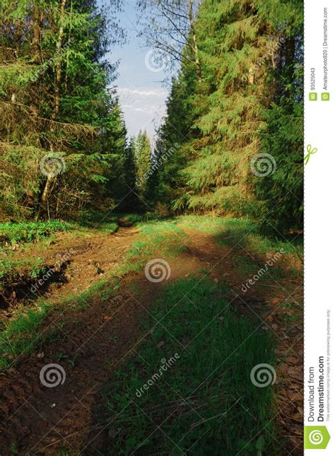 Forest Road Trees Spring Sunrise Stock Image - Image of landscape, spring: 93525043