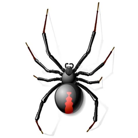 Black Widow spider. Vector illustration , #ad, #Widow, #Black, #spider, #illustration, #Vector # ...