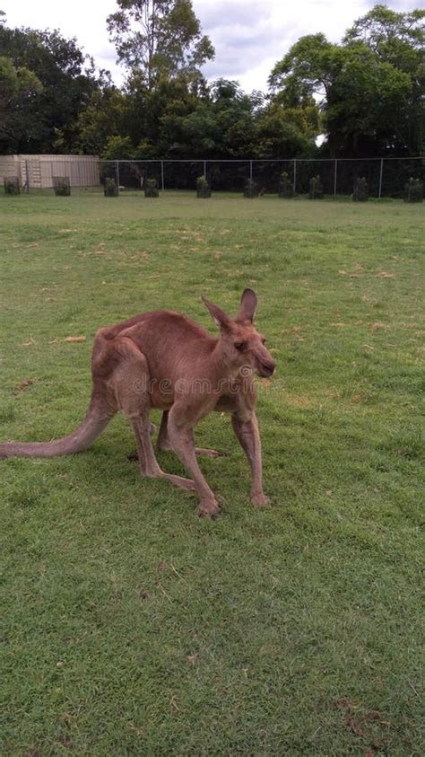 Kangaroo and muscles stock photo. Image of stay, grazing - 209392460